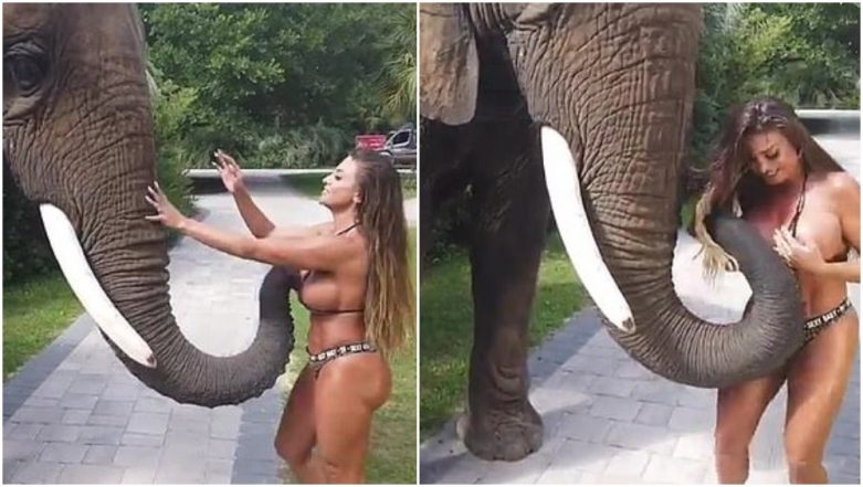 781px x 441px - Elephant Gropes Model at South Carolina Safari Park, Video of the Pachyderm  Trying to Rip Off Woman's Bikini Goes Viral | ðŸ‘ LatestLY