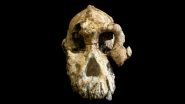 Ethiopia: 3.8-Million-Year-Old Skull Yields New Clues on How Humans Evolved