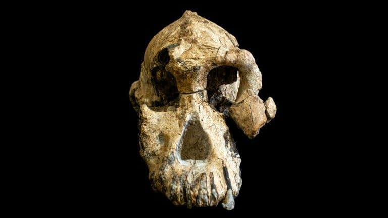 Ethiopia: 3.8-Million-Year-Old Skull Yields New Clues on How Humans Evolved Ethiopia: 3.8-Million-Year-Old Skull Yields New Clues on How Humans Evolved