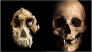 How Did Human Skull Evolve? 3.8-Million-Year-OId MRD Human Skull Discovery in Ethiopia Gives More Details (Watch Video)