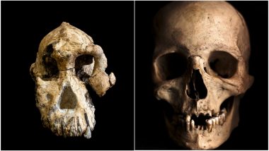 How Did Human Skull Evolve? 3.8-Million-Year-OId MRD Human Skull Discovery in Ethiopia Gives More Details (Watch Video)