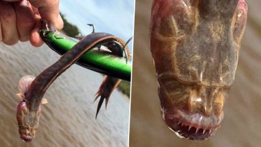 Creepy Fish With No Eyes Found in Australia! The Internet is Freaked With The Sea Monster (View Pic)