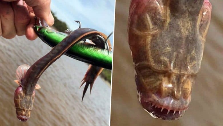 creepy-fish-with-no-eyes-found-in-australia-the-internet-is-freaked