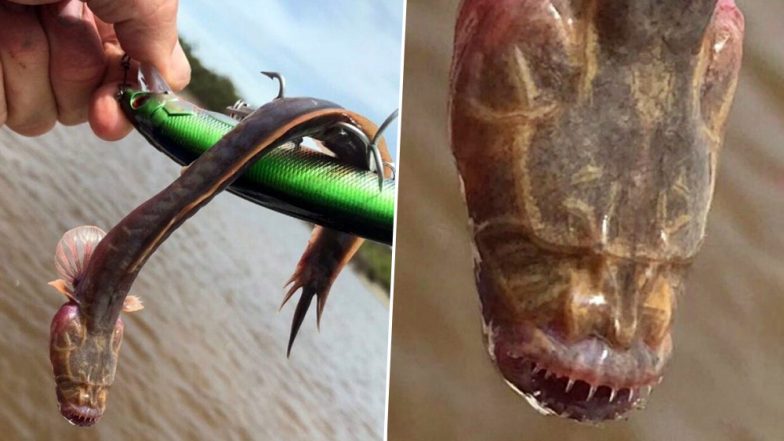Creepy Fish With No Eyes Found in Australia! The Internet is Freaked With The Sea Monster (View Pic)