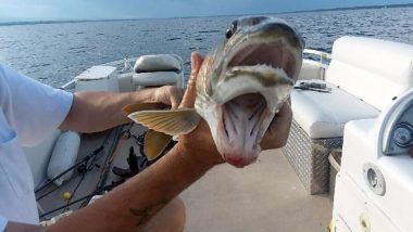 Two-Faced Fish in Lake Champlain? Know What Netizens Are Saying About This Weird Looking Trout