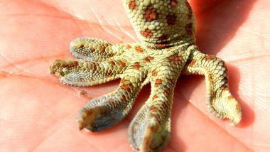 Endangered Tokay Gecko, Believed to Cure HIV and Enhance Sex Life, Rescued by Wildlife Activist! Poachers Offered Rs 20 Lakh For the Reptile
