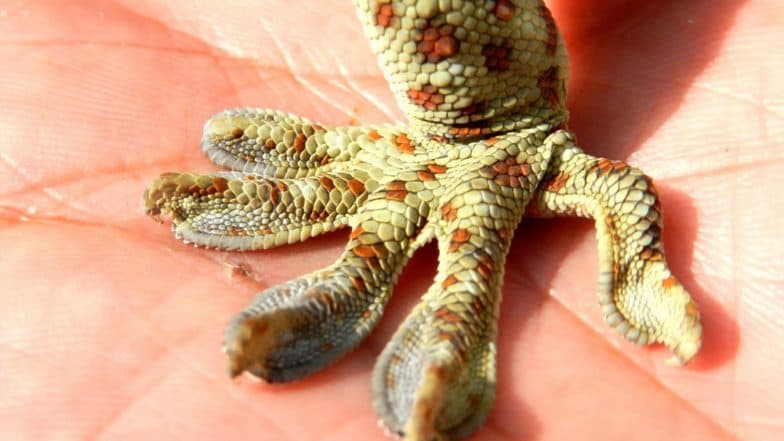 Endangered Tokay Gecko, Believed to Cure HIV and Enhance Sex Life, Rescued by Wildlife Activist! Poachers Offered Rs 20 Lakh For the Reptile Endangered Tokay Gecko, Believed to Cure HIV and Enhance Sex Life, Rescued by Wildlife Activist! Poachers Offered Rs 20 Lakh For the Reptile