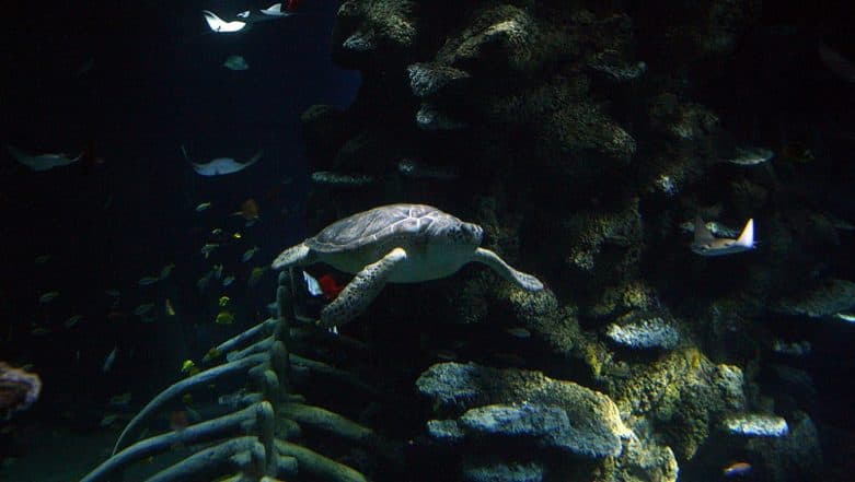 Green Turtles Are Eating Plastic Because It Resembles Their Natural Food of Sea Grass, Says Research Green Turtles Are Eating Plastic Because It Resembles Their Natural Food of Sea Grass, Says Research