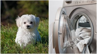 Texas Girl Put Her Pet Dog Into Dryer and Turned it On For Fun! Video Goes Viral