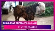 Eid-Ul-Adha: 211 Kg Goat Priced At Whopping Rs 8 Lakh In Hamirpur, Uttar Pradesh