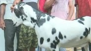 Eid Al-Adha 2019: Goat Named &lsquo;Salman&rsquo; With &lsquo;Allah&rsquo; Inscribed Goes for Sale at Rs 8 Lakh in Gorakhpur