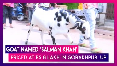 Eid-Ul-Adha: Goat Named 'Salman Khan' Priced At Rs 8 Lakh In UP's Gorakhpur