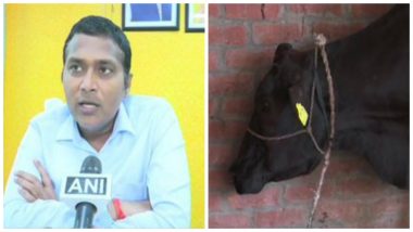 Uttar Pradesh: Gorakhpur Administration Carries Out 'Geo-Tagging' Cattle to 'Keep Count' & 'Penalise Owners of Stray Animals', See Pics