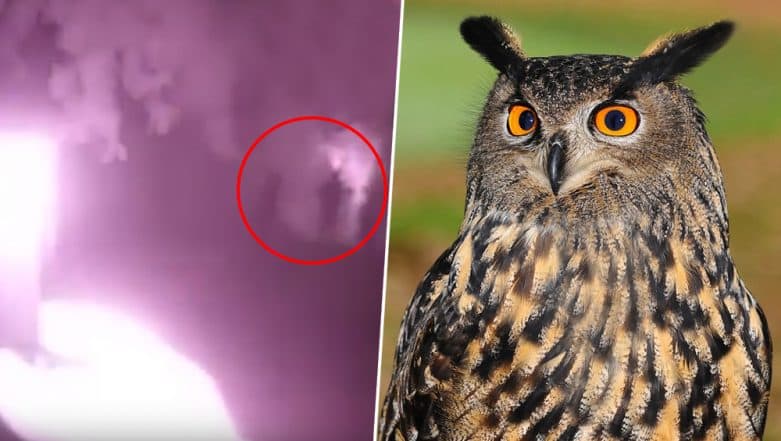'half-man', 'half-owl' mythical creature was spotted in a graveyard in Cornwell