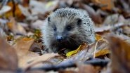 Horny Hedgehogs Have Noisy Sex for Hours, Sleep-Deprived Germans Call Cops on Them