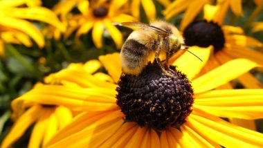 National Honey Bee Day 2019: Why Bees Are Important For the Survival of the Human Race