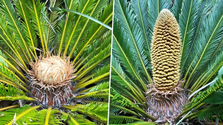 Global Warming: Tropical Plant, Cycads Produced Male and Female Cones in UK for the First Time in 60 Million Years Global Warming: Tropical Plant, Cycads Produced Male and Female Cones in UK for the First Time in 60 Million Years