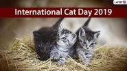 International Cat Day 2019: Funny Cat Videos of Cute Kittens That You GOT to See Right Meow!