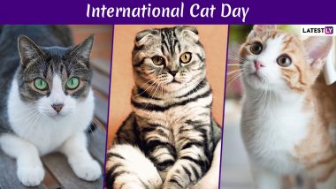 International Cat Day 2019 Date: History And Significance of the Day That Celebrates Felines
