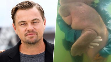 Leonardo DiCaprio Shares Photo of Thailand's Marine Mammal 'Mariam' That Died Due to Plastic Waste in Stomach