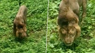 Grass-Eating Lion from Gujrat’s Gir Forests is Going Viral, Netizens Are Freaked Out!