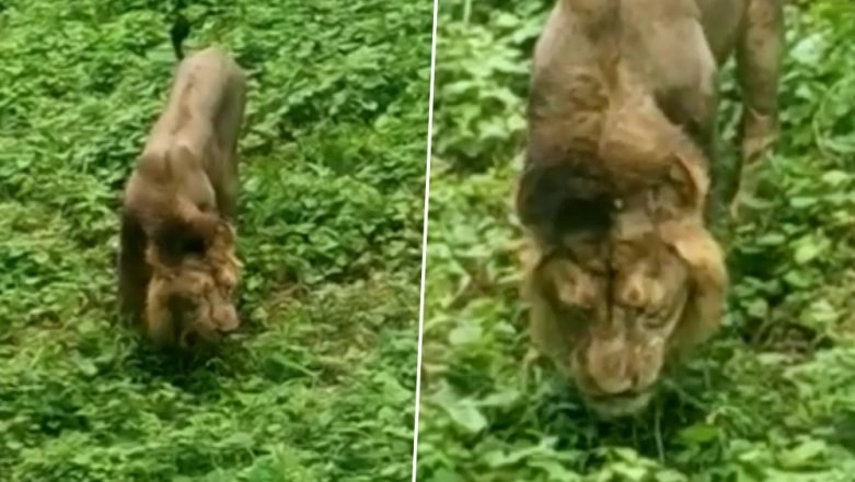 Grass-Eating Lion from Gujrat’s Gir Forests is Going Viral
