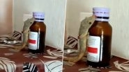 Lizard Licks Medicine From Syrup Bottle! WhatsApp Viral Video Draws Attention to Storing Medicines at Home Safely