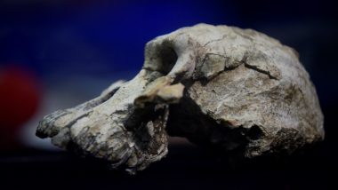 'MRD Skull' Discovery in Ethiopia Yields New Clues on How Humans Evolved