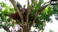 Odisha Man Lives on Treetop to Protect Himself From Wild Elephants Which Destroyed His Home
