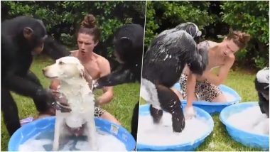 Viral Video of Two Chimps Giving Bath to a Dog With Their 'Hooman' Will Drive Away Your Monday Blues