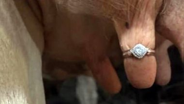 Man Proposes to Girlfriend With a Ring on Cow’s Udder; Netizens Disgusted (See Picture)