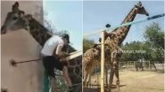 Drunk Man Climbs Over Fence to Ride on Giraffe's Neck in Kazakhstan Zoo, Bizarre Video Goes Viral