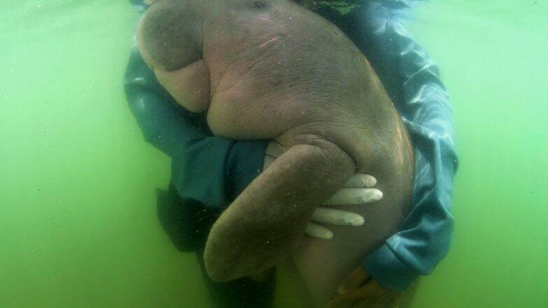 Thailand's Beloved Baby Dugong 'Mariam' Dies Because of Plastic Waste in Stomach Thailand's Beloved Baby Dugong 'Mariam' Dies Because of Plastic Waste in Stomach