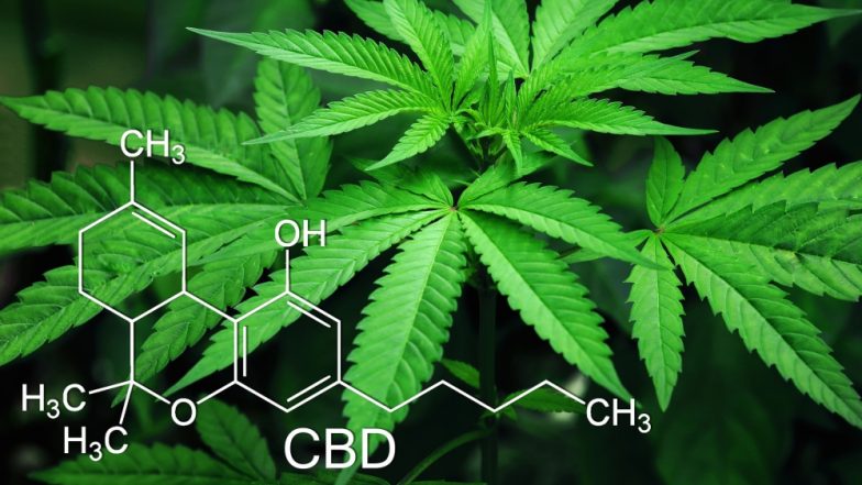 Medical Marijuana for Insomnia: Can You Use Cannabis To Ease Chronic Pain and Sleep Problems?
