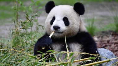 Berlin Zoo Panda Meng Meng is Pregnant