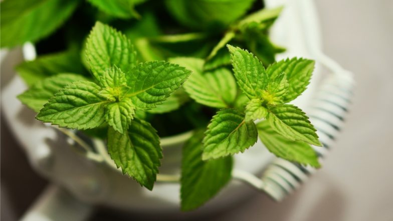 Dengue Fever Prevention: 7 Mosquito-Repellent Plants That Will Keep The Insects at Bay