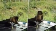 Funny Video of Monkey Washing Clothes in 'Desi' Style Goes Viral, Netizens Impressed