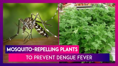 Mosquito-Repelling Plants to Prevent Dengue Fever