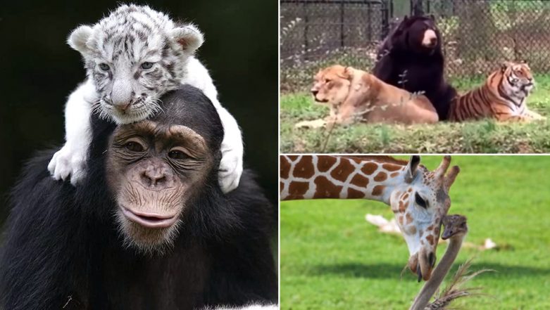 Friendship Day 2019: These Unusual Animal Friendships Will Put You and Your  Best Friend to Shame! (Watch Cute Videos) | 🙏🏻 LatestLY