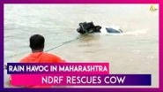 Maharashtra Rains: NDRF Rescues Cow Stuck In Flood-Affected Pune Village