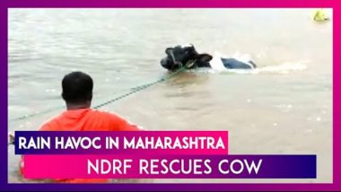 Maharashtra Rains: NDRF Rescues Cow Stuck In Flood-Affected Pune Village