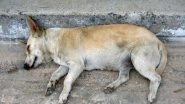 Mumbai Beastiality Case: Man Rapes Female Stray Dog in Kharghar; Arrested After Intervention of PETA