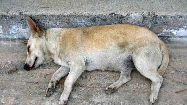 Mumbai Beastiality Case: Man Rapes Female Stray Dog in Kharghar; Arrested After Intervention of PETA Mumbai Beastiality Case: Man Rapes Female Stray Dog in Kharghar; Arrested After Intervention of PETA
