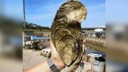 Giant Oyster Georgette Weighing 1.4kg Found in France, Returned to the Ocean Despite Being &lsquo;Edible&rsquo;