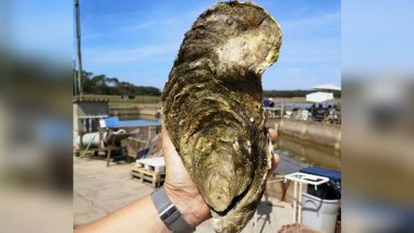 Giant Oyster Georgette Weighing 1.4kg Found in France, Returned to the Ocean Despite Being ‘Edible’