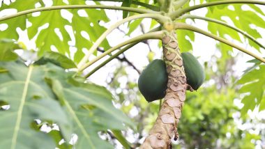 Papaya Leaf Tea Benefits: From Increasing Platelet Count in Dengue to Fighting Cancer, 4 Reasons to Sip on This Tea