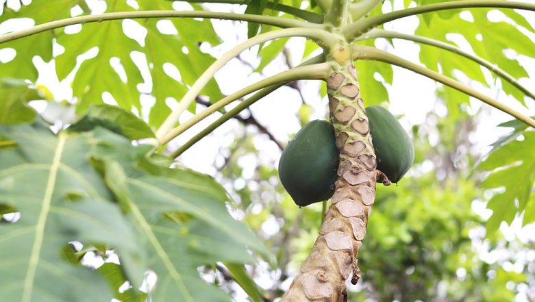 Health Benefits of Papaya Leaf Tea