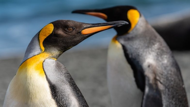 'First Ever' Rare Yellow Penguin Spotted Among Colony on South Georgia! Watch Video