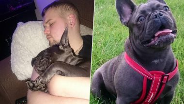 Pet Dog Passes Away Just 15 Minutes After Its Owner Dies of Battling Cancer