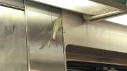 Gigantic Praying Mantis on New York Subway Train Scares Passengers (View Pic)